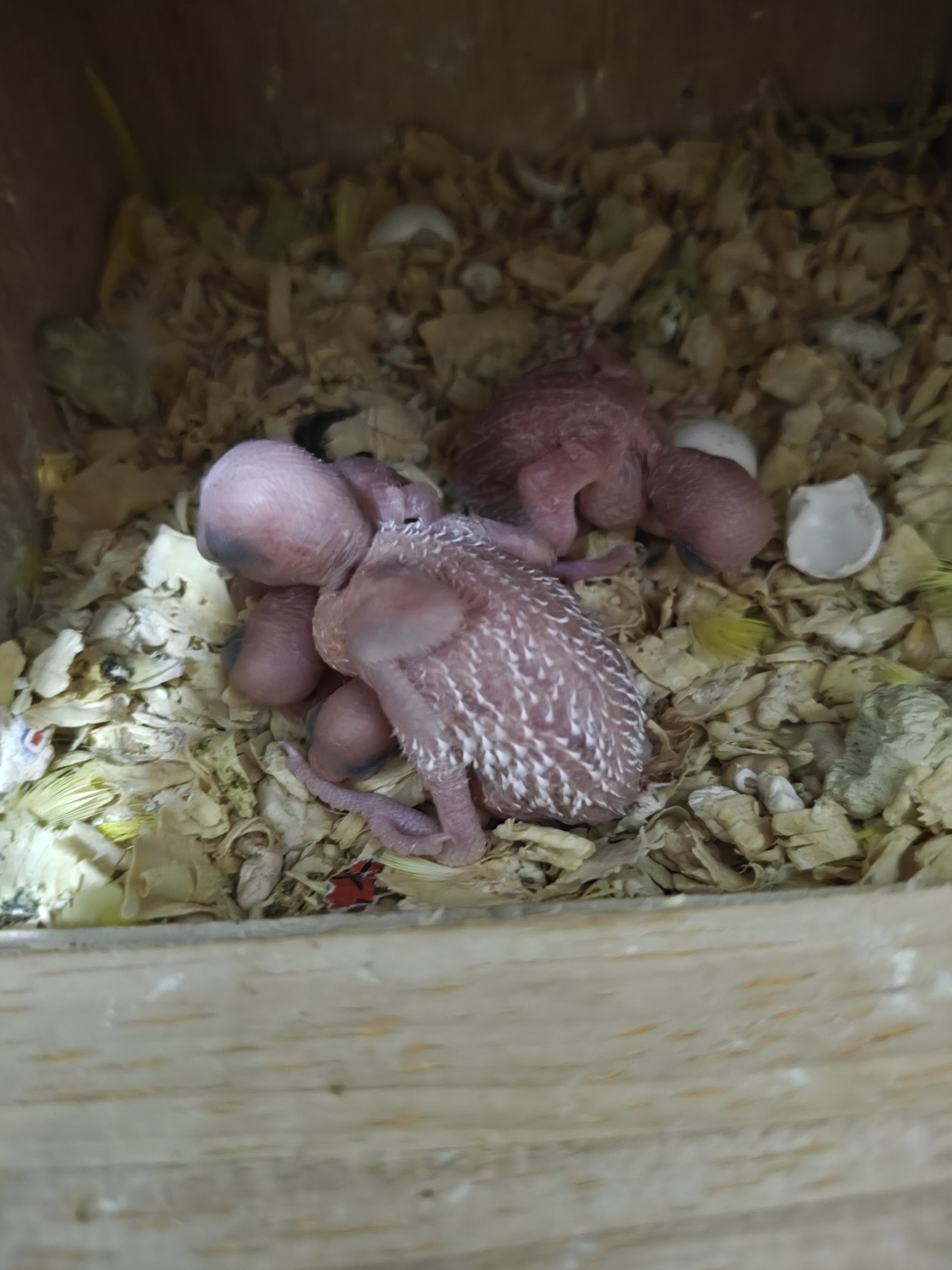 特色大头虎皮鹦鹉